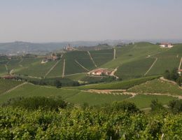 Immagine 4 di BARBARESCO D.O.C.G. RISERVA ASILI CANTINA CA' DEL BAIO