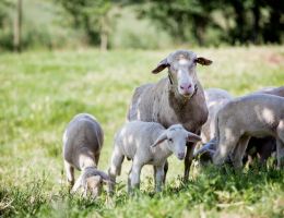 Immagine 5 di PECORINO  DI CARMASCIANO STAGIONATO OLTRE 12 MESI