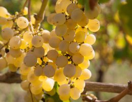 Immagine 4 di COLLI DI SALERNO FIANO I.G.P. QUARTARA IN TERRACOTTA
