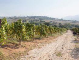 Immagine 5 di COLLI DI SALERNO FIANO I.G.P. QUARTARA IN TERRACOTTA