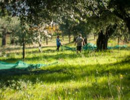 Immagine 2 di OLIO EXTRAVERGINE DI OLIVA CULTIVAR MARINESE QUALITA' SUPERIORE
