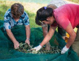 Immagine 3 di OLIO EXTRAVERGINE DI OLIVA CULTIVAR MARINESE QUALITA' SUPERIORE