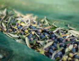 Immagine 4 di OLIO EXTRAVERGINE DI OLIVA CULTIVAR MARINESE QUALITA' SUPERIORE