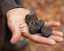 Immagine 1 di TARTUFO NERO DI NORCIA