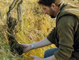 Immagine 1 di O.P. BONARDA D.O.C.ALBANI VIGNAIOLO