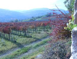 Immagine 2 di FIANO DI AVELLINO D.O.C.G. BÉCHAR