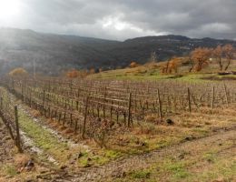 Immagine 4 di FIANO DI AVELLINO D.O.C.G. BÉCHAR