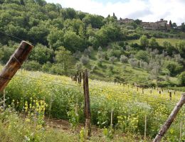 Immagine 2 di CHIANTI CLASSICO D.O.C.G. QUERCIABELLA