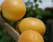 Immagine 1 di ALBICOCCA TONDA DI CASTIGLIOLE  AGRI BIO CASCINA ROSA