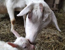 Immagine 4 di VARIETA' DI FORMAGGI DI CAPRA  AGRITURISMO LES ECUREUILS