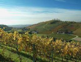Immagine 3 di BARBERA D'ASTI D.O.C.G. SANPANSE’ DISTILLERIA & CANTINA ROVERO