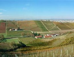 Immagine 4 di BARBERA D'ASTI D.O.C.G. SANPANSE’ DISTILLERIA & CANTINA ROVERO