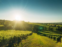 Immagine 4 di SAGRANTINO DI MONTEFALCO D.O.C.G. 25 ANNI