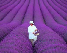 Immagine 1 di Lavanda Fresca