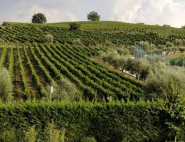 Immagine 3 di TAURASI RISERVA D.O.C.G. RADICI