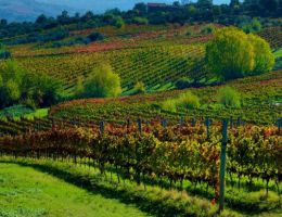 Immagine 4 di TAURASI RISERVA D.O.C.G. RADICI