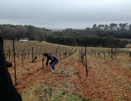 Immagine 2 di D.O.C. COLLI EUGANEI MANZONI BIANCO PEDEVENDA