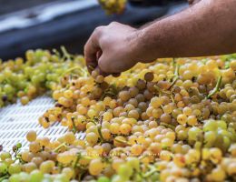 Immagine 5 di D.O.C. COLLI EUGANEI MANZONI BIANCO PEDEVENDA