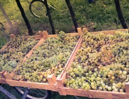 Immagine 3 di SOAVE CLASSICO D.O.C. CONTRADA SALVARENZA VECCHIE VIGNE