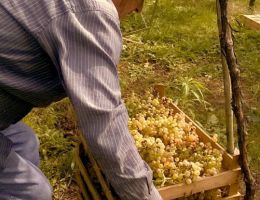 Immagine 4 di SOAVE CLASSICO D.O.C. CONTRADA SALVARENZA VECCHIE VIGNE