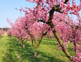 Immagine 3 di PESCA BIANCA SCIROPPATA DI CARAVATE I FRUTTI DEL SASSO POIANO