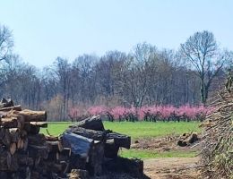 Immagine 4 di PESCA BIANCA SCIROPPATA DI CARAVATE I FRUTTI DEL SASSO POIANO