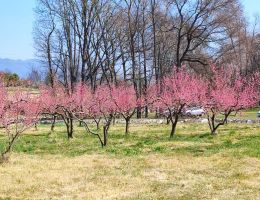 Immagine 5 di PESCA BIANCA SCIROPPATA DI CARAVATE I FRUTTI DEL SASSO POIANO