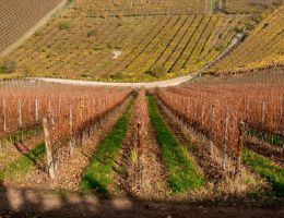 Immagine 2 di LESSINI DURELLO RISERVA D.O.C. AMEDEO SPUMANTE METODO CLASSICO PAS DOSE'