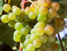 Immagine 3 di LESSINI DURELLO RISERVA D.O.C. AMEDEO SPUMANTE METODO CLASSICO PAS DOSE'