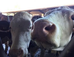 Immagine 5 di CACIOTTA CORMONS BIO CASEIFICIO GIUSEPPE  ZOFF