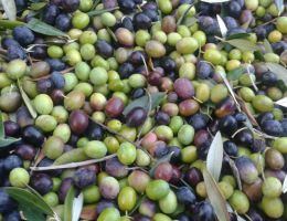 Immagine 3 di OLIO EXTRAVERGINE DI OLIVA CULTIVAR RAZZOLA QUALITA' SUPERIORE