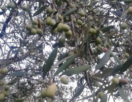 Immagine 4 di OLIO EXTRAVERGINE DI OLIVA CULTIVAR RAZZOLA QUALITA' SUPERIORE