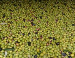 Immagine 5 di OLIO EXTRAVERGINE DI OLIVA CULTIVAR RAZZOLA QUALITA' SUPERIORE