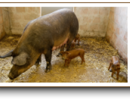 Immagine 2 di PROSCIUTTO CRUDO DI MORA ROMAGNOLA  SALUMIFICIO CA' LUMACO
