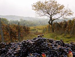 Immagine 2 di COLLI PIACENTINI GUTTURNIO SUPERIORE D.O.C. CRESTA AL SOLE