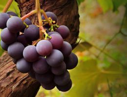 Immagine 3 di COLLI PIACENTINI GUTTURNIO SUPERIORE D.O.C. CRESTA AL SOLE