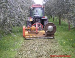 Immagine 3 di OLIO EXTRAVERGINE DI OLIVA BIOLOGICO SINFONIA DI DELICATEZZE