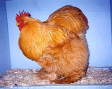 Immagine 1 di Pollo Nostrano