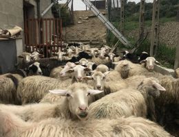 Immagine 5 di PECORINO DI PIENZA GRAN RISERVA PODERE BIO IL CASALE