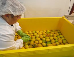 Immagine 2 di FRIDA'S LIMONCELLO