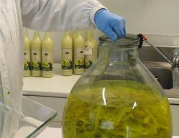 Immagine 4 di FRIDA'S LIMONCELLO