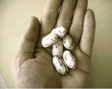 Immagine 1 di Fagioli della Val Pesarina