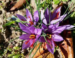 Immagine 4 di ZAFFERANO DI CITTA' DELLA PIEVE