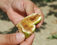 Immagine 1 di Fico Dottato D.O.P.