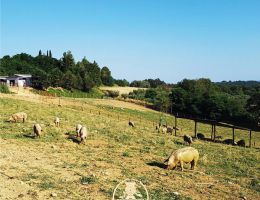 Immagine 4 di PROSCIUTTO CRUDO DI NORCIA I.G.P. ​​​​​​​NORCINERIA RENZINI