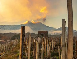 Immagine 5 di ETNA CARRICANTE BIANCO SUPERIORE D.O.C. PIETRA MARINA