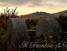 Immagine 3 di OLIO EXTRAVERGINE DI OLIVA VICOPISANOLIO I.G.P. TOSCANO BIO