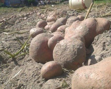 Immagine 2 di FARIN'EL AGRI BONNE VALLÉE