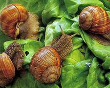 Immagine 1 di LUMACA HELIX ASPERSA