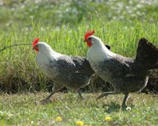 Immagine 1 di POLLO ROMAGNOLO AGRI ZAVOLI